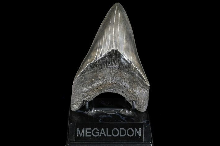 Serrated, Lower Megalodon Tooth - Georgia #69760